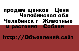 продам щенков › Цена ­ 2 000 - Челябинская обл., Челябинск г. Животные и растения » Собаки   